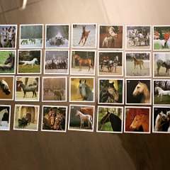 15: IMG_4036