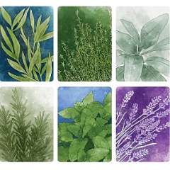 3: Herbaceous2