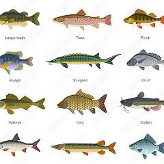 13: fish